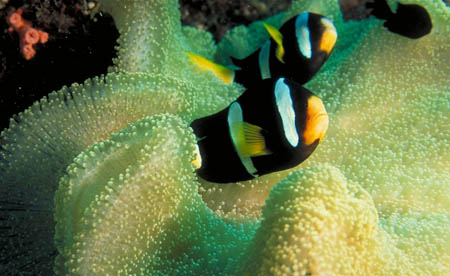 Underwater - Anemone Fish